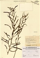 藏品(山扁豆)的圖片